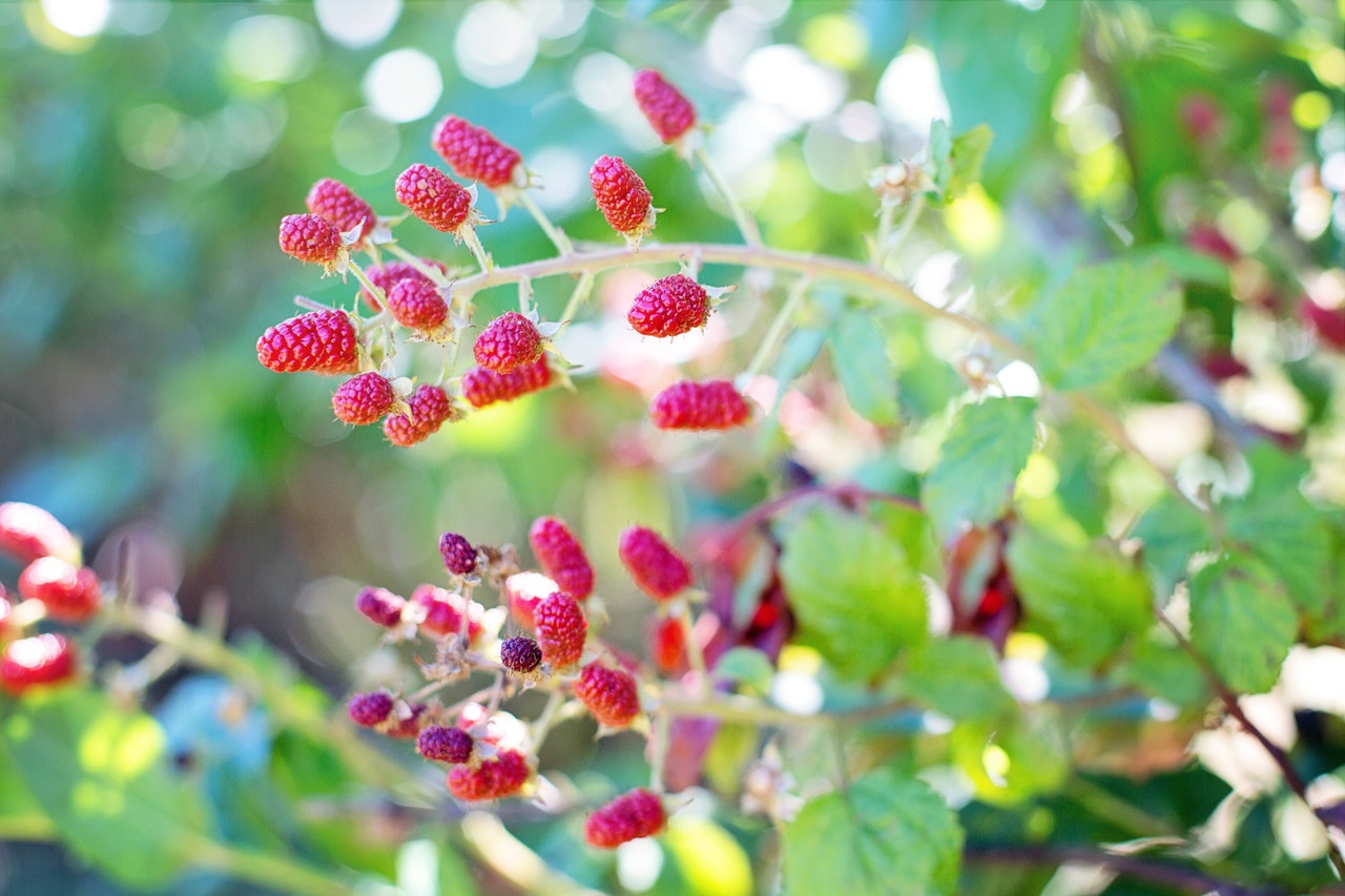 Growing Raspberries in the Right Containers Plantlogic