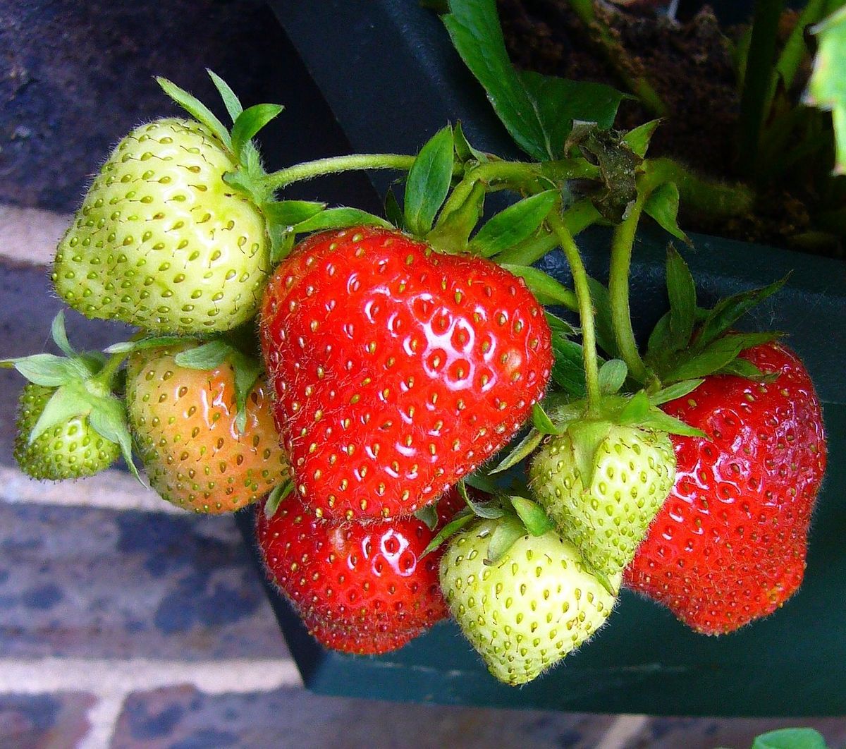 Growing Strawberries 