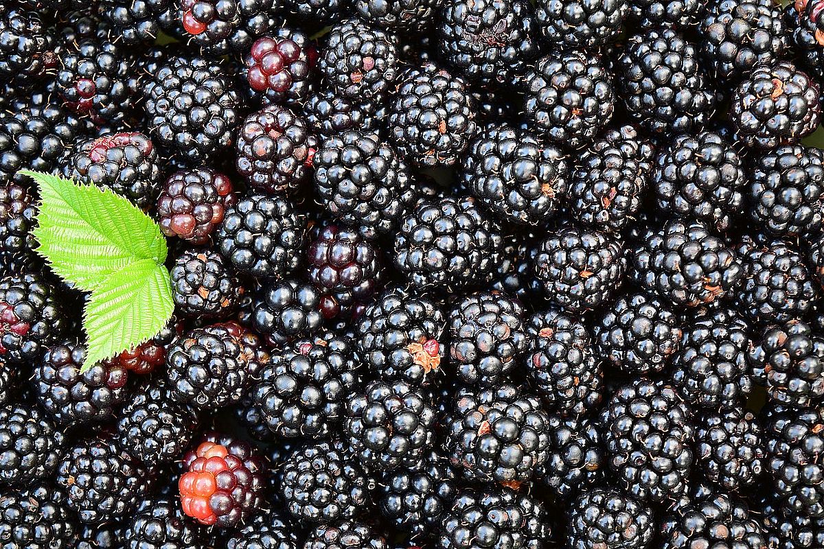 Growing Blackberries in Containers