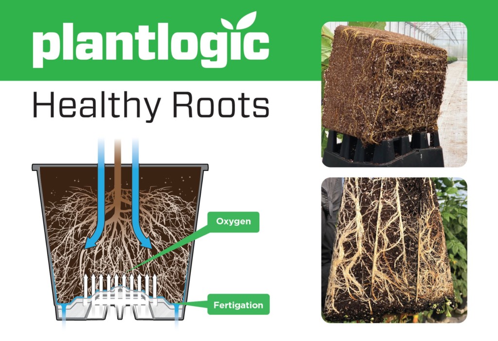 The importance of roots in the development of the crop | Plantlogic