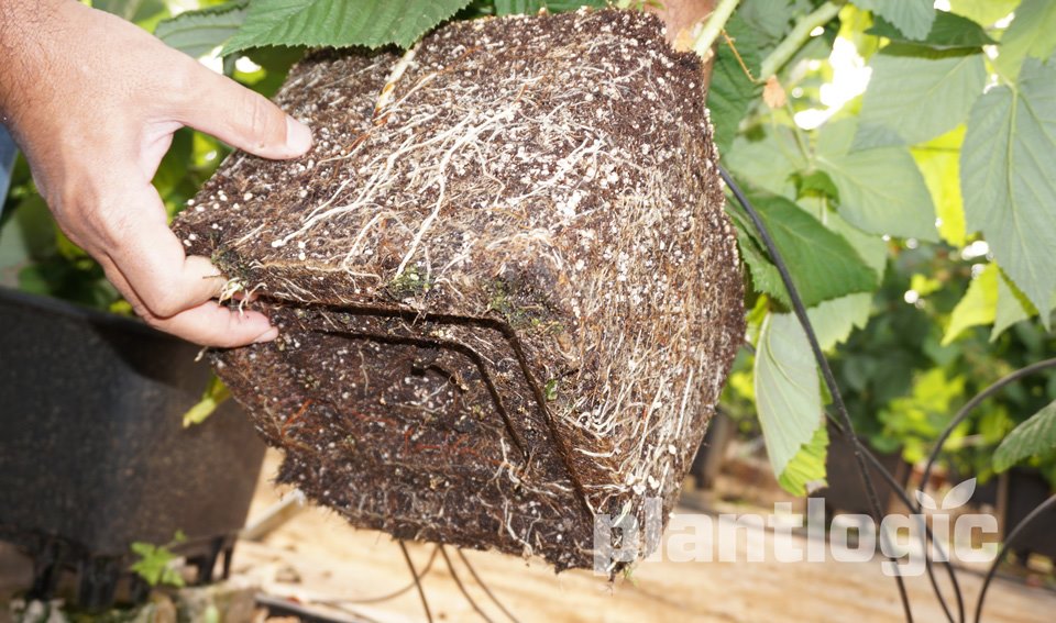 The importance of roots in the development of the crop