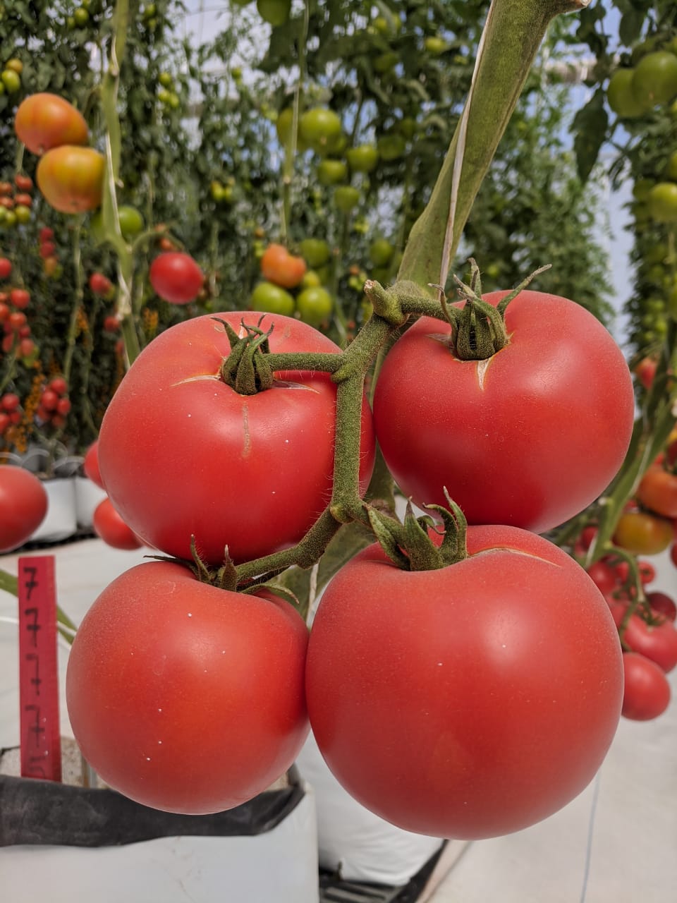 Tomato production, the most requested vegetable by home growers.