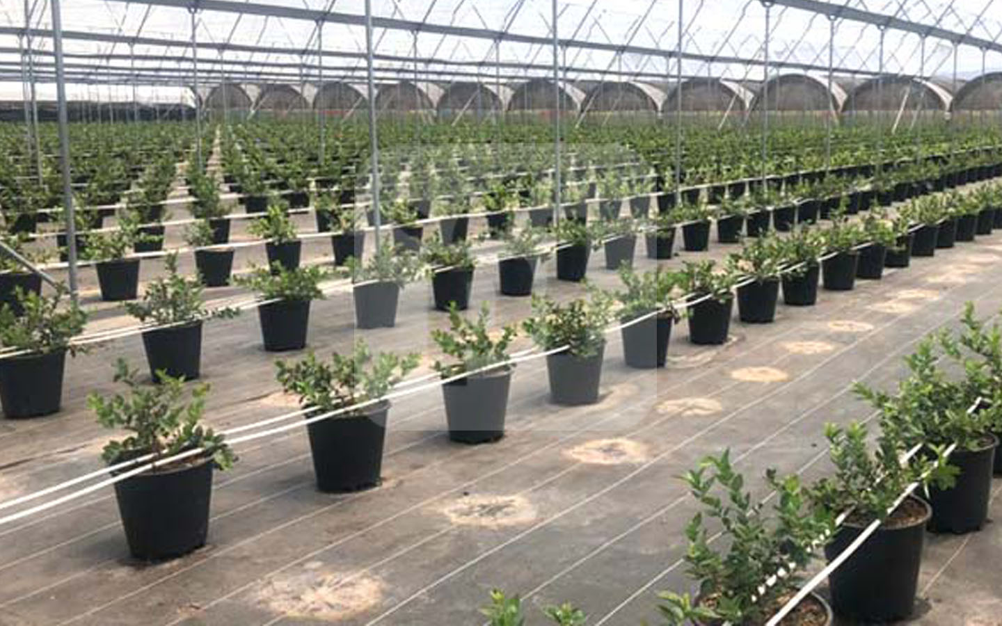 Blueberry Season: Top 10 key requirements for growing blueberries in containers