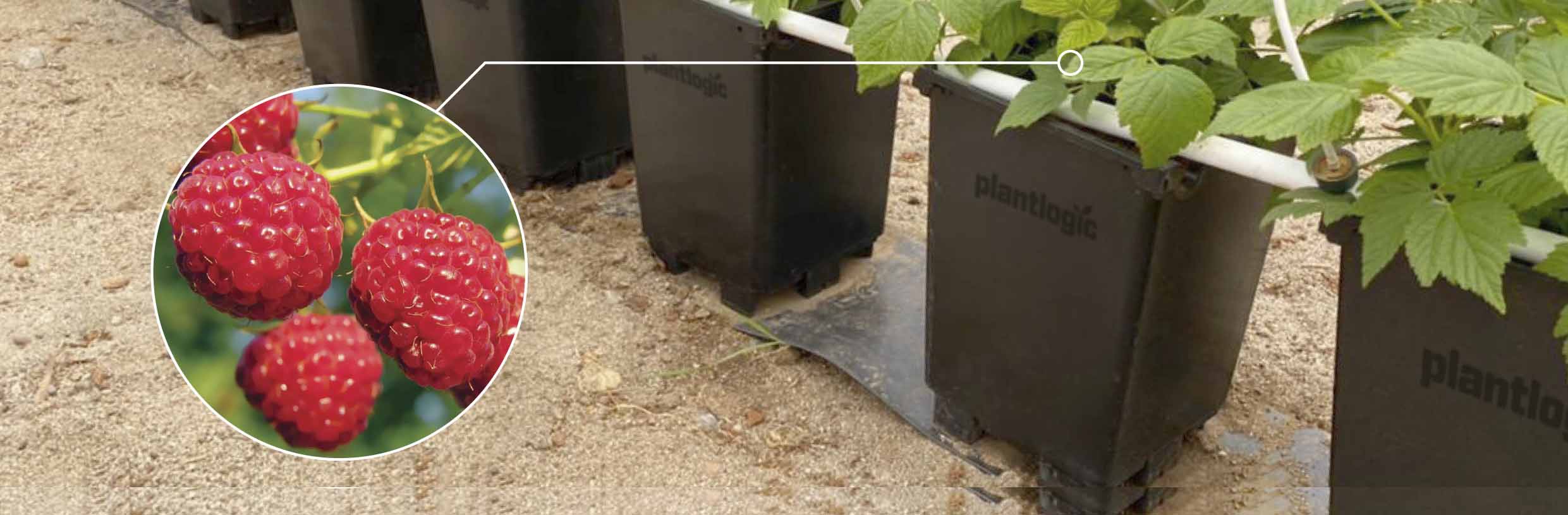 Specialized Pots for Raspberry Production | Plantlogic
