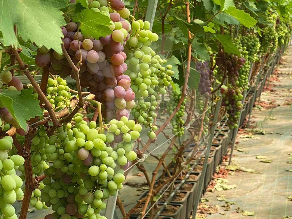 Esta llorando Sacrificio Asalto Cultivo de Uvas en Macetas | Plantlogic