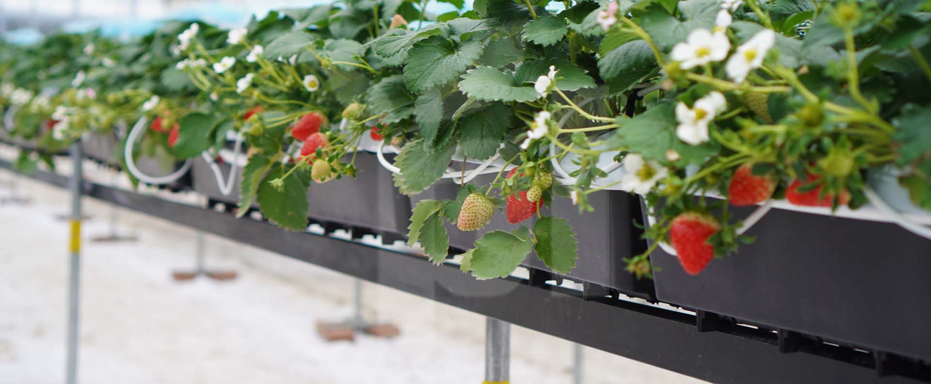 Maximize your strawberry production with Plantlogic´s tabletop  growing systems