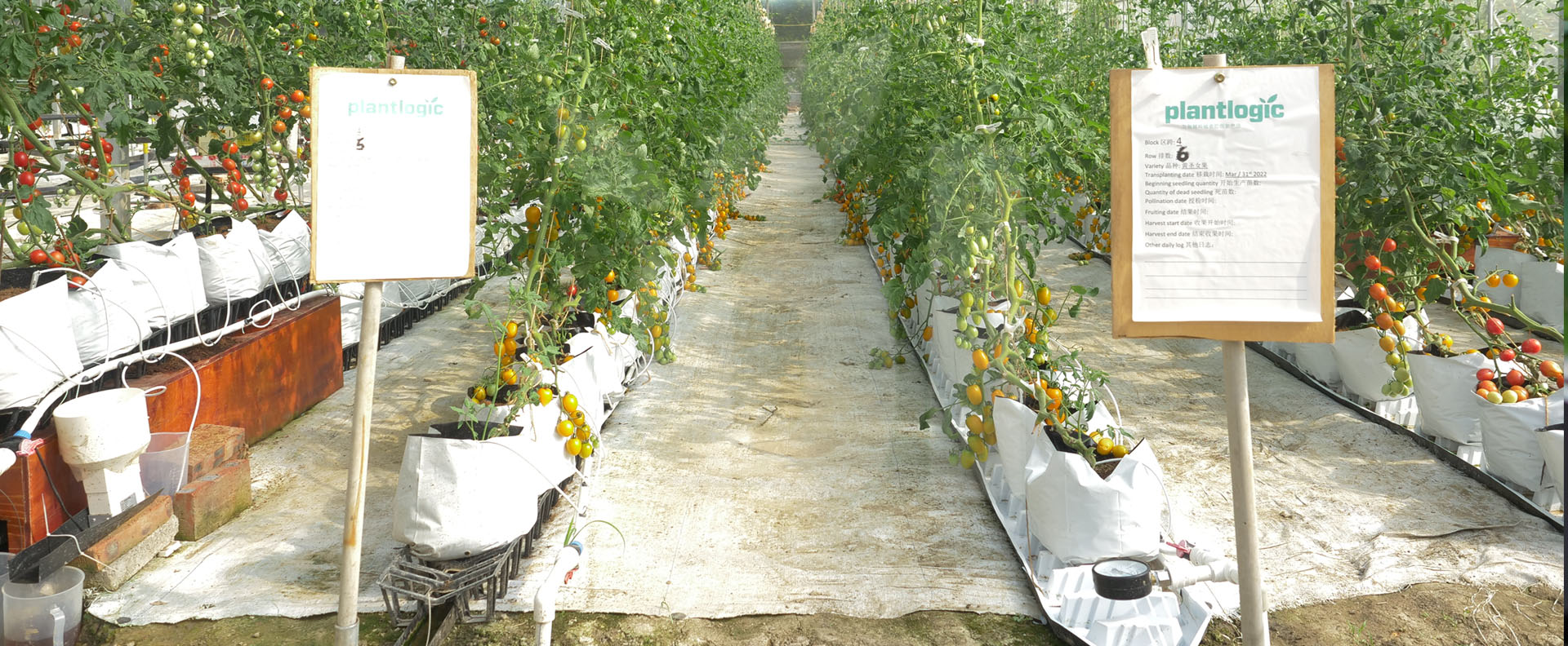 Maximize your tomato and vegetable production in grow bags with Plantlogic drainage collection bases