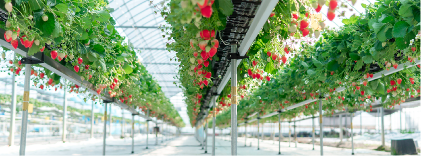 The new Hi-Grow system from Plantlogic is emerging as the best option for hydroponic strawberry production in Mexico