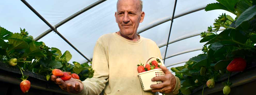 Hi-Grow System: Simple, Efficient, and Accessible Strawberry Production – A Grower’s Story